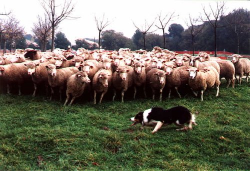 grdetroup1_1_.jpg